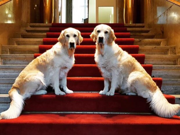 Zwei Golden Retriever sitzen symmetrisch auf einem roten Teppich einer Marmortreppe im Hotel Prinzregent.